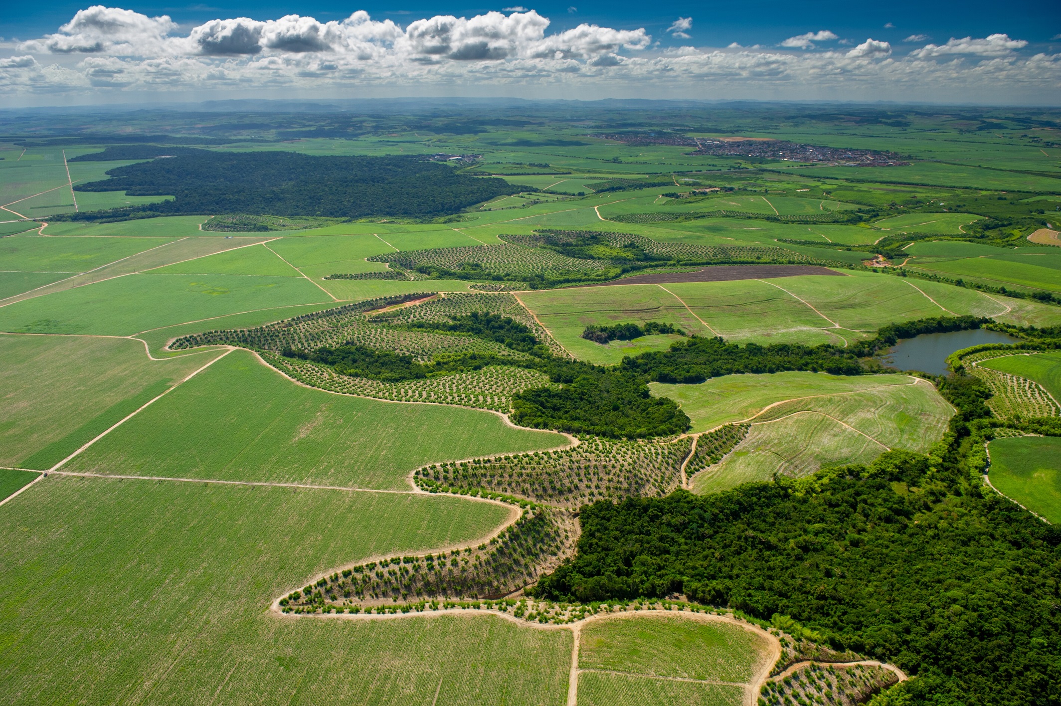Proforest